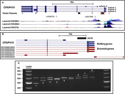 A polymorphic transcriptional regulatory domain in the amyotrophic lateral sclerosis risk gene CFAP410 correlates with differential isoform expression